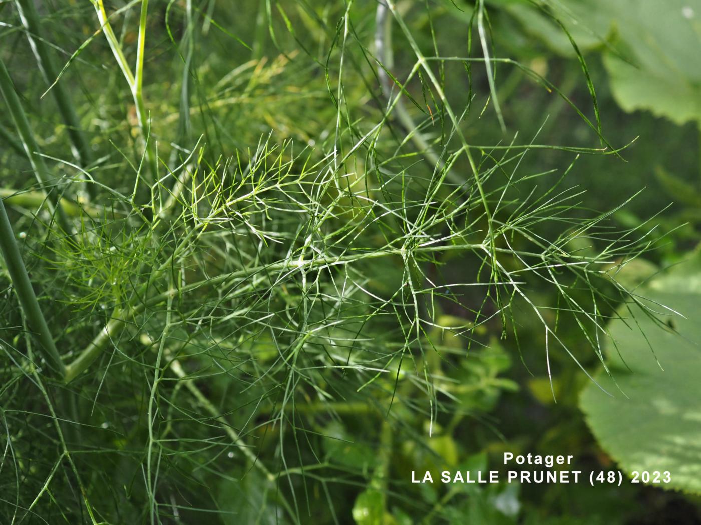 Fennel, Common leaf